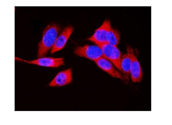 pb10075 ldha primary antibodies if testing 11