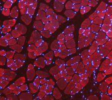 pb10075 ldha primary antibodies if testing 12_1_1