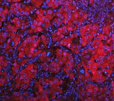pb10075 ldha primary antibodies if testing 15_1_1