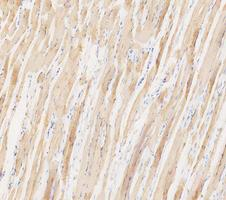 pb10075 ldha primary antibodies ihc testing 7_1_1