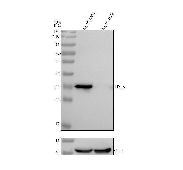pb10075 ldha primary antibodies wb testing 2_1