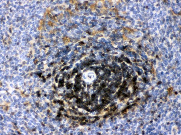  IHC analysis of LDHB using anti-LDHB antibody (PB10076)
