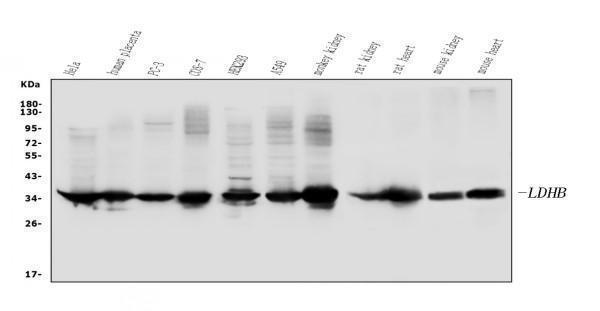  Western blot analysis of LDHB using anti-LDHB antibody (PB10076)