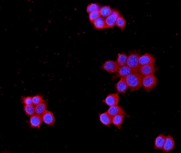 Figure 2. IF analysis of MPP1 using anti-MPP1 antibody (PB10078). MPP1 was detected in immunocytochemical section of MCF7 cells. Enzyme antigen retrieval was performed using IHC enzyme antigen retrieval reagent (AR0022) for 15 mins. The cells were blocked with 10% goat serum. And then incubated with 2microg/mL rabbit anti-MPP1 Antibody (PB10078) overnight at 4°C. DyLight®594 Conjugated Goat Anti-Rabbit IgG (BA1142) was used as secondary antibody at 1:100 dilution and incubated for 30 minutes at 37°C. The section was counterstained with DAPI. Visualize using a fluorescence microscope and filter sets appropriate for the label used.