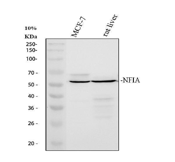 Western blot analysis of NFIA using anti-NFIA antibody (PB10080)