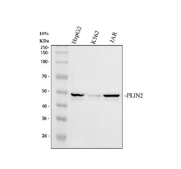 pb10083 plin2 primary antibodies wb testing 1