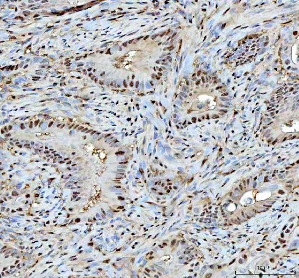 pb10087 psma1 primary antibodies ihc testing 3
