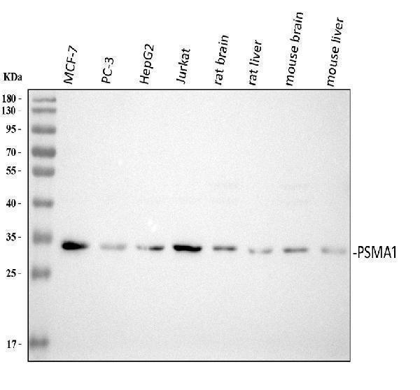 pb10087 psma1 primary antibodies wb testing 1