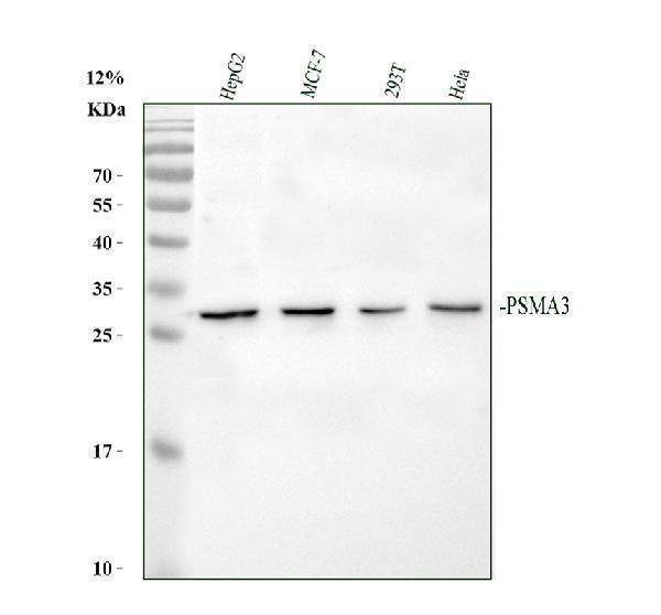 pb10089 psma3 primary antibodies wb testing 1