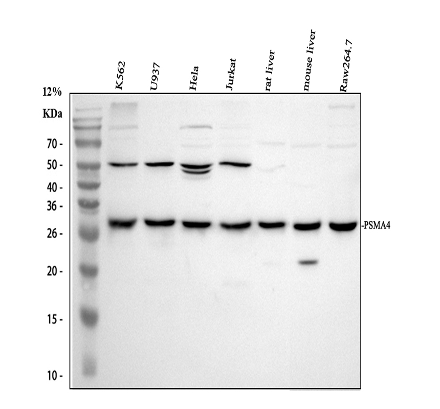 pb10090 psma4 primary antibodies wb testing 1