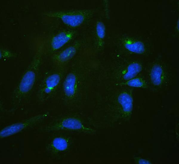 Figure 2. IF analysis of RPL19 using anti-RPL19 antibody (PB10092). RPL19 was detected in immunocytochemical section of U20S cells. Enzyme antigen retrieval was performed using IHC enzyme antigen retrieval reagent (AR0022) for 15 mins. The cells were blocked with 10% goat serum. And then incubated with 2microg/mL rabbit anti-RPL19 Antibody (PB10092) overnight at 4°C. DyLight®488 Conjugated Goat Anti-Rabbit IgG (BA1127) was used as secondary antibody at 1:100 dilution and incubated for 30 minutes at 37°C. The section was counterstained with DAPI. Visualize using a fluorescence microscope and filter sets appropriate for the label used.