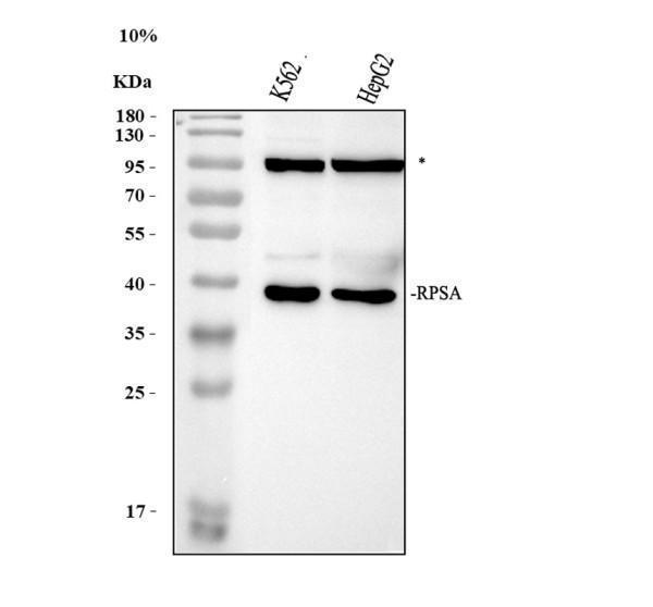 pb10094 rpsa primary antibodies wb testing 1