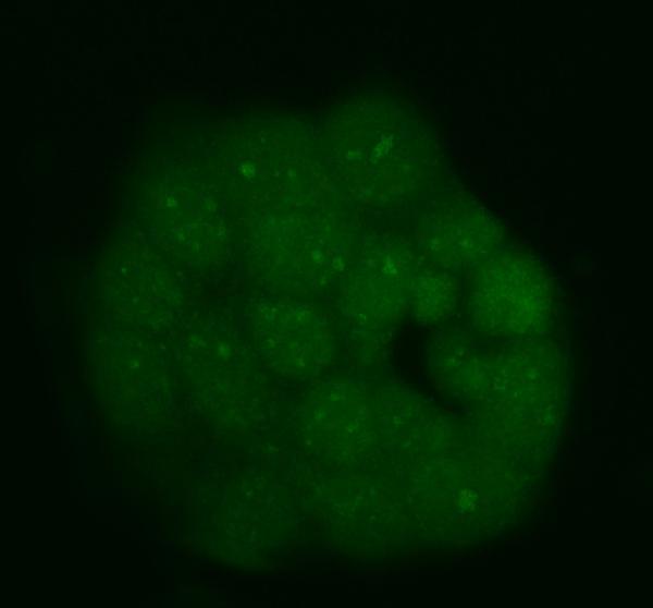 pb10095 safb primary antibodies if testing 1