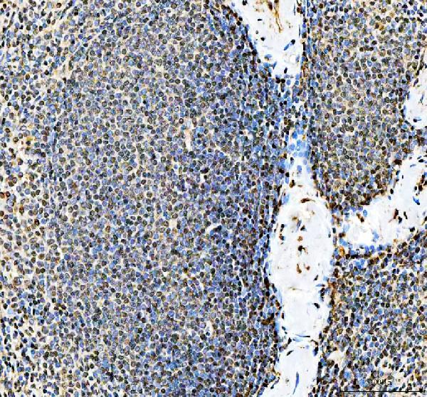 pb10095 safb primary antibodies ihc testing 2