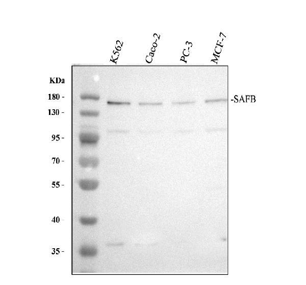 pb10095 safb primary antibodies wb testing 1