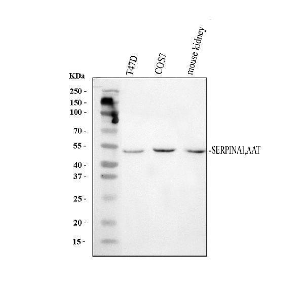 pb10097 serpina1 primary antibodies wb testing 1