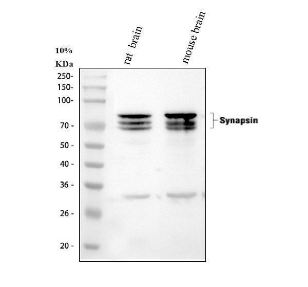 pb10099 syn1 primary antibodies wb testing 1