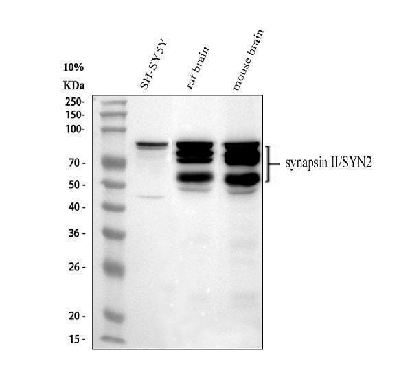 pb10100 syn2 primary antibodies wb testing 1_1