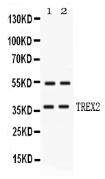 Anti-TREX2 Antibody Picoband&reg;