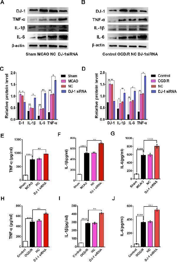 DJ-1 interference increased the expression of TNF-α, IL-1β, and IL-6 after cerebral I/R injury