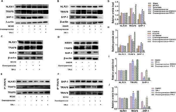 pb9005 12974_2020_1764_fig6_html