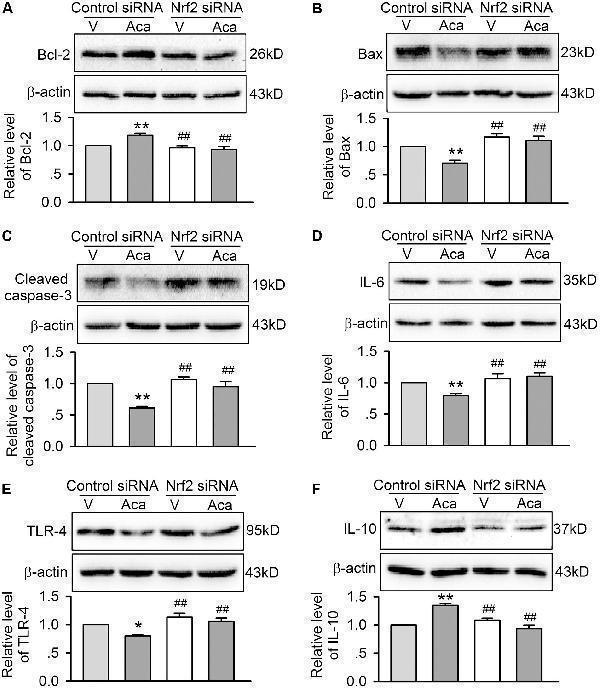pb9005 fphar 09 00497 g008