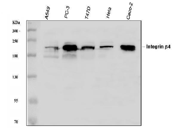 pb9007 itgb4 primary antibodies wb testing 1