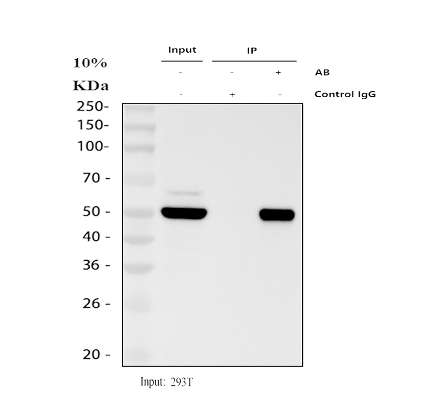 pb9008 tp53 primary antibodies ip testing 1
