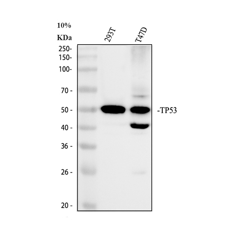 pb9008 tp53 primary antibodies wb testing 1