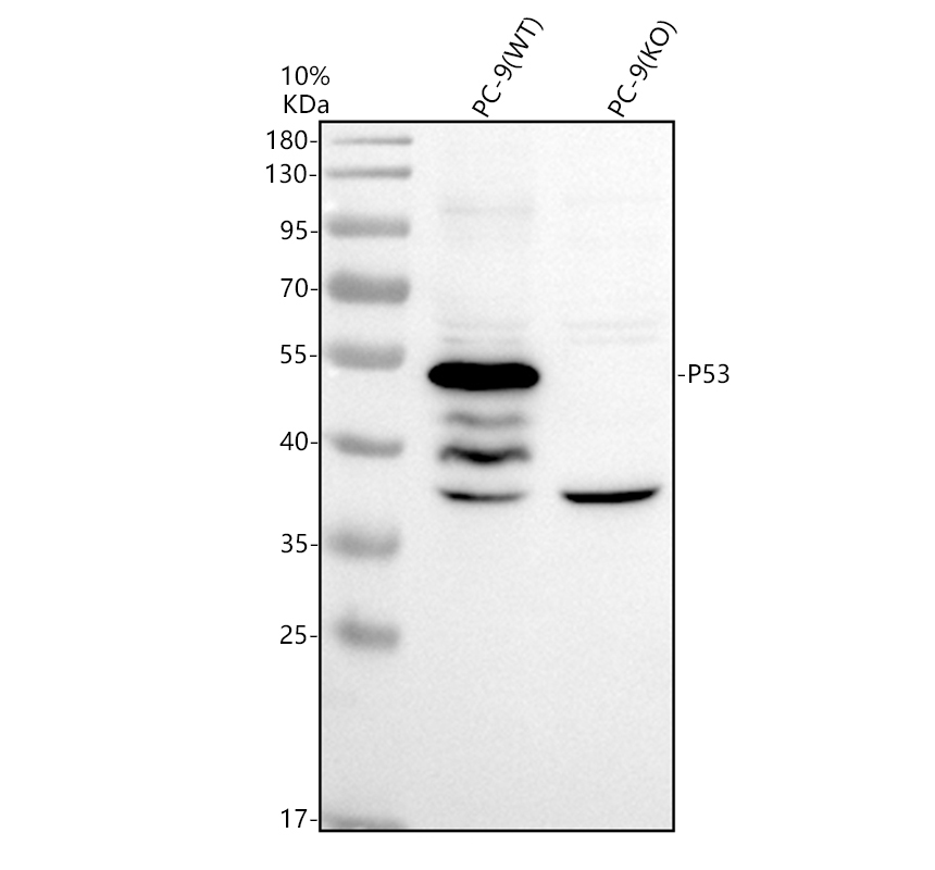 pb9008 tp53 primary antibodies wb testing 2