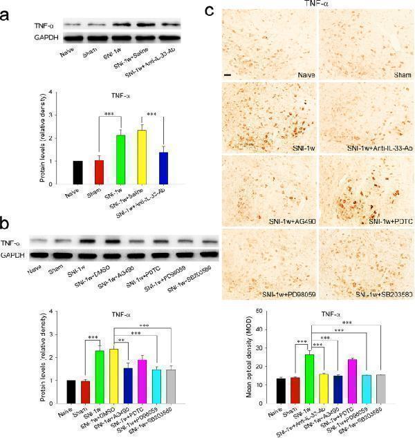 Red nucleus IL-33 facilitates the early development of mononeuropathic pain by inducing TNF-α through activating ERK, p38 MAPK and JAK2/STAT3 signaling pathways