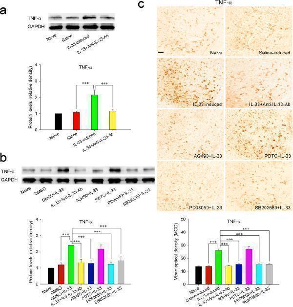Red nucleus IL-33 evokes mechanical hypersensitivity by inducing TNF-α through activating ERK, p38 MAPK, and JAK2/STAT3 signaling pathways