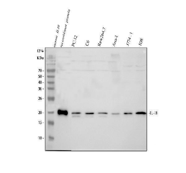 Western blot analysis of IL18 using anti-IL18 antibody (PB9014)