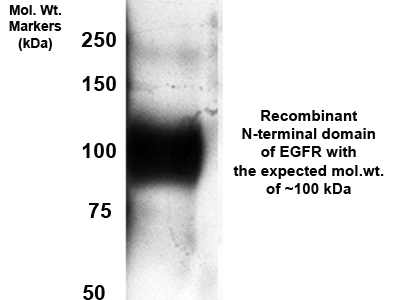 pb9016 egfr primary antibodies wb testing 3