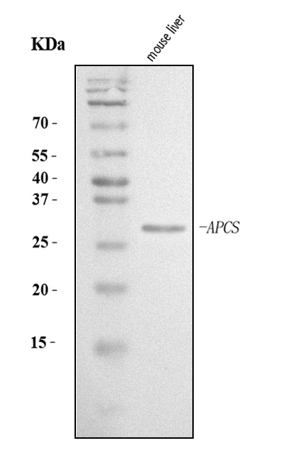 Figure 1. Western blot analysis of Serum Amyloid P using anti-Serum Amyloid P antibody (PB9020). Electrophoresis was performed on a 5-20% SDS-PAGE gel at 70V (Stacking gel) / 90V (Resolving gel) for 2-3 hours. The sample well of each lane was loaded with 30 ug of sample under reducing conditions. Lane 1: mouse liver tissue lysates. After electrophoresis, proteins were transferred to a nitrocellulose membrane at 150 mA for 50-90 minutes. Blocked the membrane with 5% non-fat milk/TBS for 1.5 hour at RT. The membrane was incubated with rabbit anti-Serum Amyloid P antigen affinity purified polyclonal antibody (Catalog # PB9020) at 0.5 microg/mL overnight at 4°C, then washed with TBS-0.1%Tween 3 times with 5 minutes each and probed with a goat anti-rabbit IgG-HRP secondary antibody at a dilution of 1:5000 for 1.5 hour at RT. The signal is developed using an Enhanced Chemiluminescent detection (ECL) kit (Catalog # EK1002) with Tanon 5200 system. A specific band was detected for Serum Amyloid P at approximately 25-29 kDa. The expected band size for Serum Amyloid P is at 25 kDa.