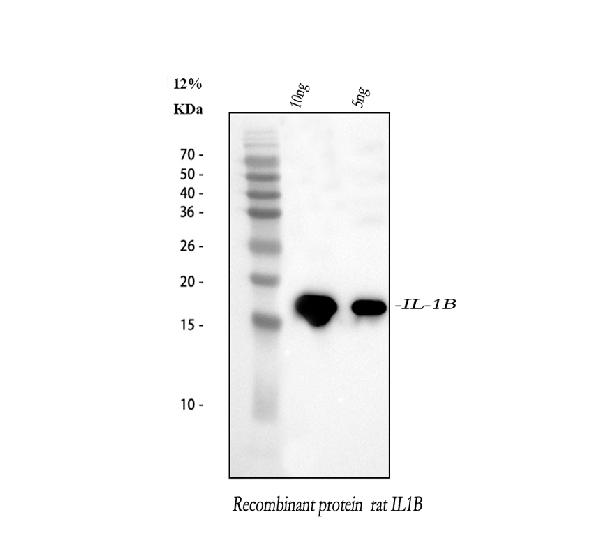Figure 1. Western blot analysis of IL1 beta using anti-IL1 beta antibody (PB9025). Electrophoresis was performed on a 5-20% SDS-PAGE gel at 70V (Stacking gel) / 90V (Resolving gel) for 2-3 hours. Lane 1: recombinant rat IL1 beta protein 10 ng, Lane 2: recombinant rat IL1 beta protein 5 ng. After electrophoresis, proteins were transferred to a nitrocellulose membrane at 150 mA for 50-90 minutes. Blocked the membrane with 5% non-fat milk/TBS for 1.5 hour at RT. The membrane was incubated with rabbit anti-IL1 beta antigen affinity purified polyclonal antibody (Catalog # PB9025) at 0.5 microg/mL overnight at 4°C, then washed with TBS-0.1%Tween 3 times with 5 minutes each and probed with a goat anti-rabbit IgG-HRP secondary antibody at a dilution of 1:5000 for 1.5 hour at RT. The signal is developed using an Enhanced Chemiluminescent detection (ECL) kit (Catalog # EK1002) with Tanon 5200 system. A specific band was detected for IL1 beta at approximately 17 kDa.