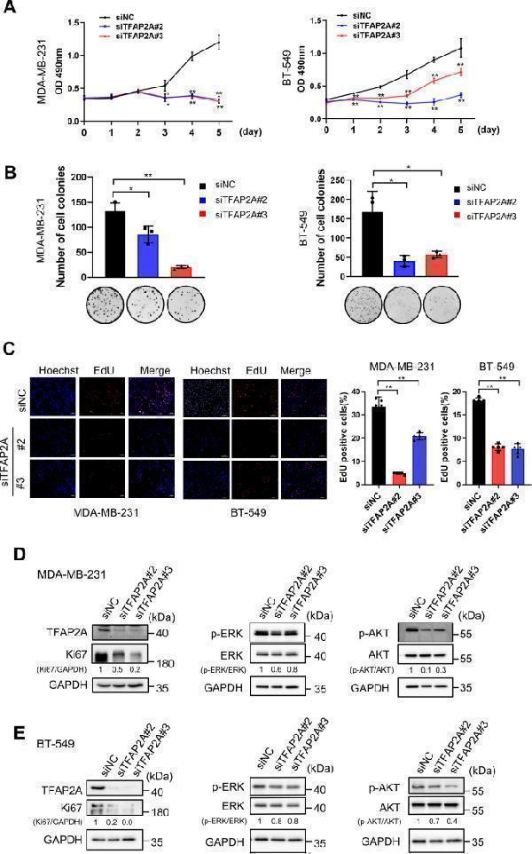 pb9026 13058_2024_1858_fig5_html