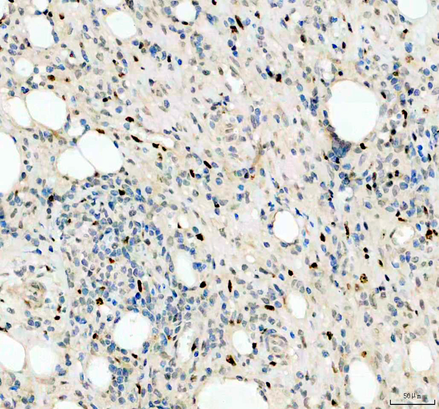 pb9026 ki67 primary antibodies ihc testing 3