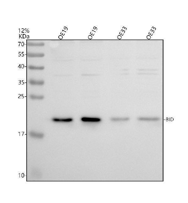 Western blot analysis of BID using anti-BID antibody (PB9027)