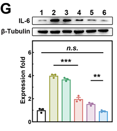 pb9034 il6 primary antibodies wb testing 2