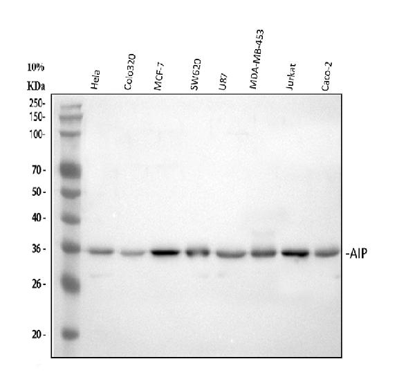 Figure 1. Western blot analysis of ARA9 using anti-ARA9 antibody (PB9042). Electrophoresis was performed on a 5-20% SDS-PAGE gel at 70V (Stacking gel) / 90V (Resolving gel) for 2-3 hours. The sample well of each lane was loaded with 30 ug of sample under reducing conditions. Lane 1: human Hela whole cell lysates, Lane 2: human COLO320 whole cell lysates, Lane 3: human MCF-7 whole cell lysates, Lane 4: human SW620 whole cell lysates, Lane 5: human U87 whole cell lysates, Lane 6: human MDA-MB-453 whole cell lysates, Lane 7: human Jurkat whole cell lysates, Lane 8: human CACO-2 whole cell lysates. After electrophoresis, proteins were transferred to a nitrocellulose membrane at 150 mA for 50-90 minutes. Blocked the membrane with 5% non-fat milk/TBS for 1.5 hour at RT. The membrane was incubated with rabbit anti-ARA9 antigen affinity purified polyclonal antibody (Catalog # PB9042) at 0.5 microg/mL overnight at 4°C, then washed with TBS-0.1%Tween 3 times with 5 minutes each and probed with a goat anti-rabbit IgG-HRP secondary antibody at a dilution of 1:5000 for 1.5 hour at RT. The signal is developed using an Enhanced Chemiluminescent detection (ECL) kit (Catalog # EK1002) with Tanon 5200 system. A specific band was detected for ARA9 at approximately 38 kDa. The expected band size for ARA9 is at 38 kDa.