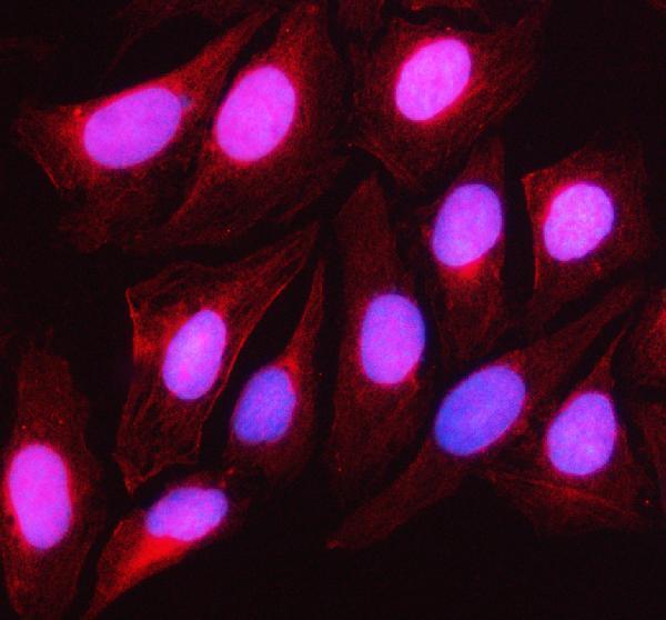 pb9044 anxa5 primary antibodies if testing 5