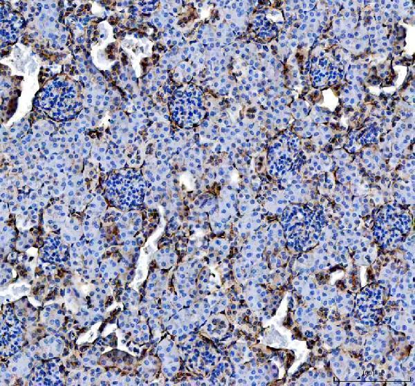  IHC analysis of Annexin V/ANXA5 using anti-Annexin V/ANXA5 antibody (PB9044)