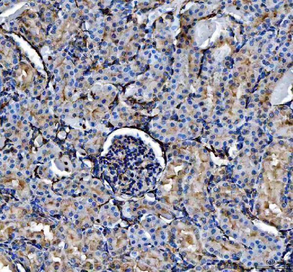 pb9044 anxa5 primary antibodies ihc testing 4
