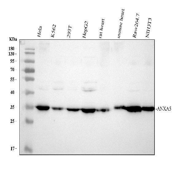  Western blot analysis of Annexin V/ANXA5 using anti-Annexin V/ANXA5 antibody (PB9044)