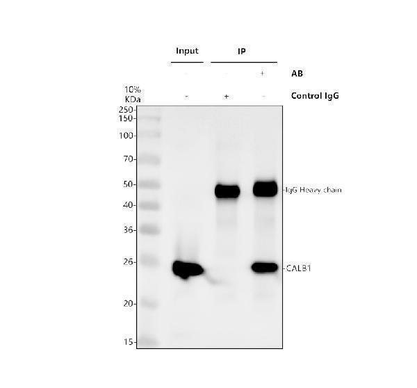 pb9045 calbindin primary antibodies ip testing 4