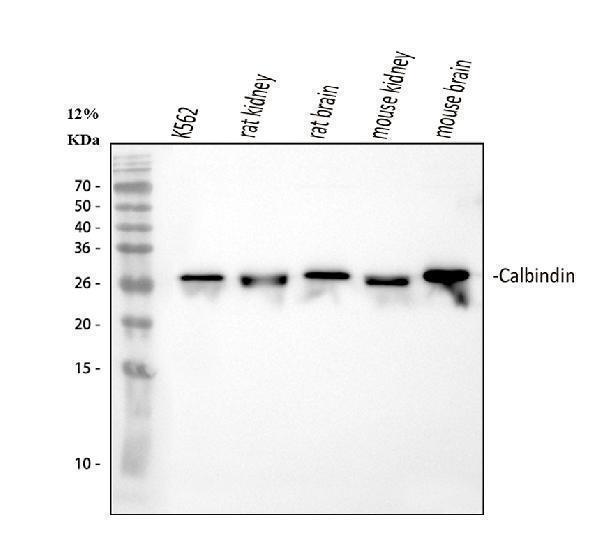 pb9045 calbindin primary antibodies wb testing 1