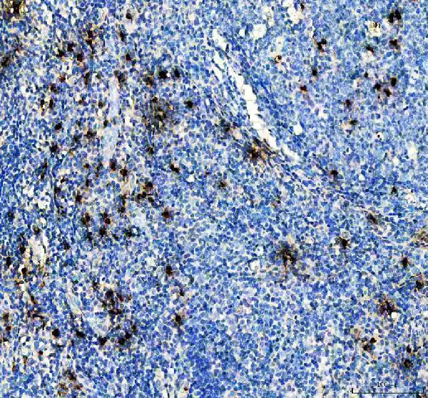 pb9049 ctsg primary antibodies ihc testing 1