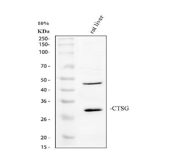pb9049 ctsg primary antibodies wb testing 2