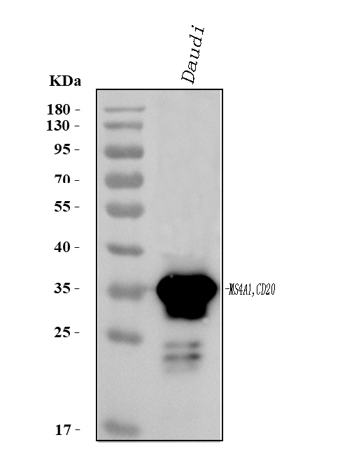 pb9050 ms4a1 primary antibodies wb testing 3